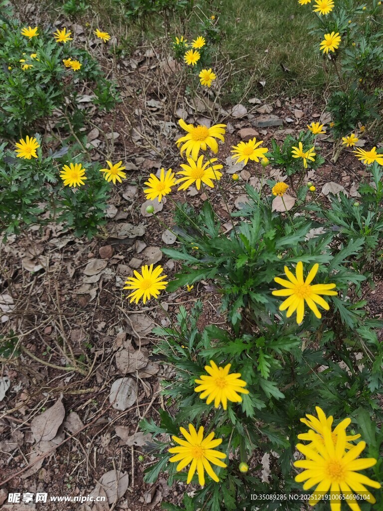 春日黄花绽放于绿地