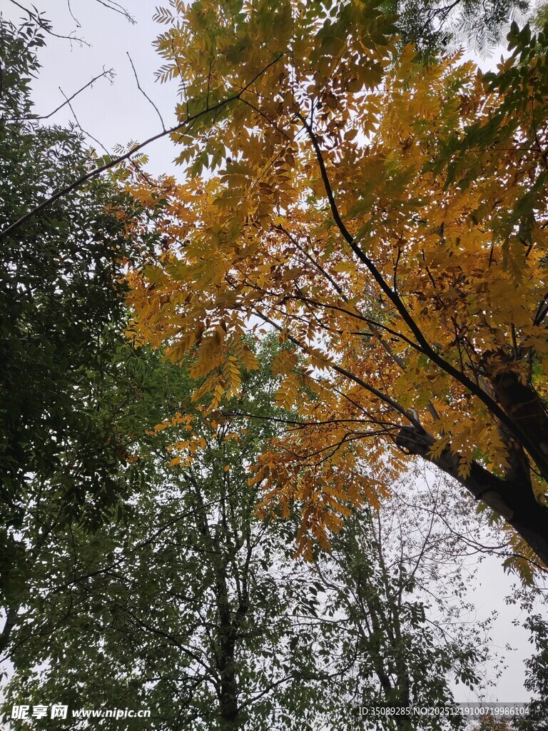 秋日林间斑斓树叶景致