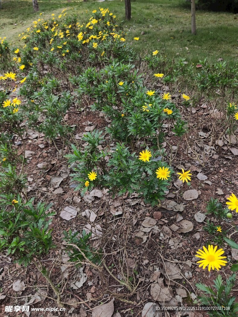 花园中的黄色小花绽放