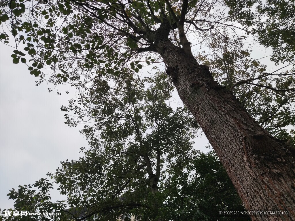 仰视高大树木枝叶繁茂