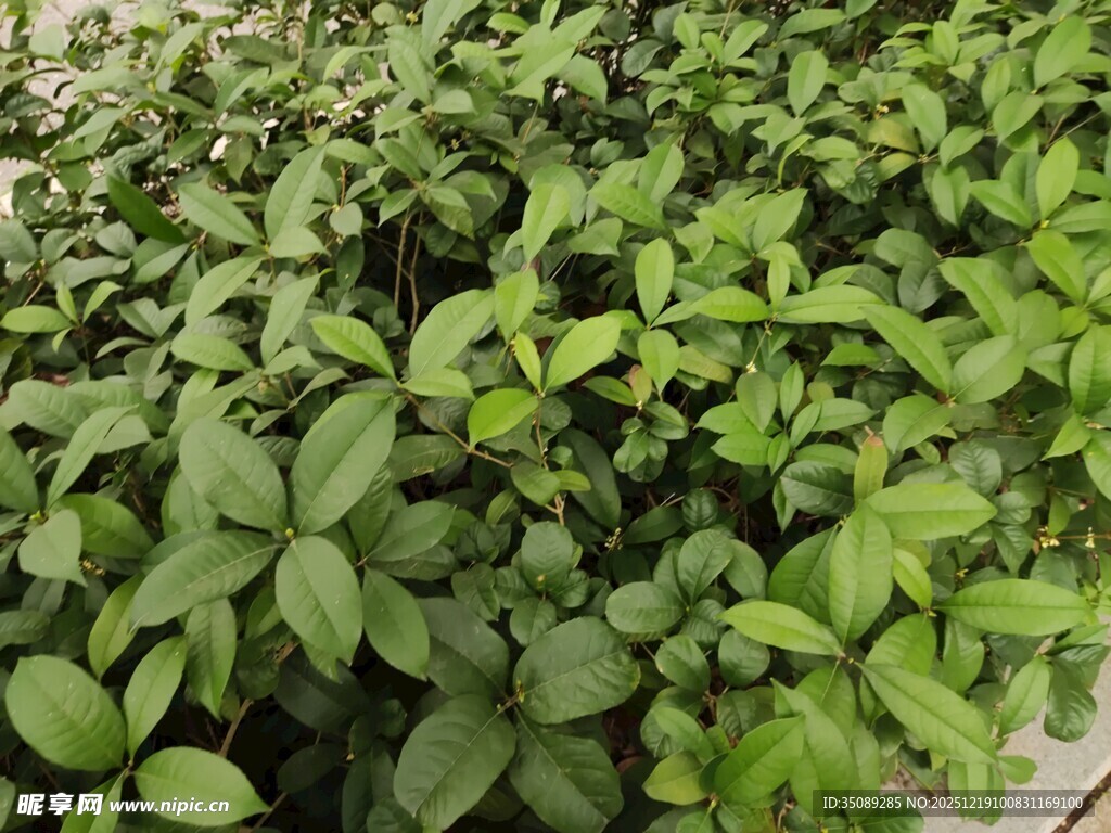 嫩绿植物幼苗密集生长