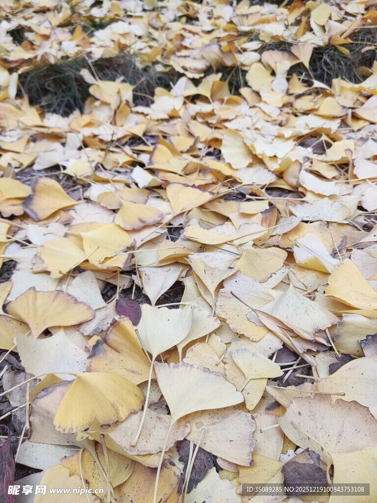 满地银杏叶的秋日景象