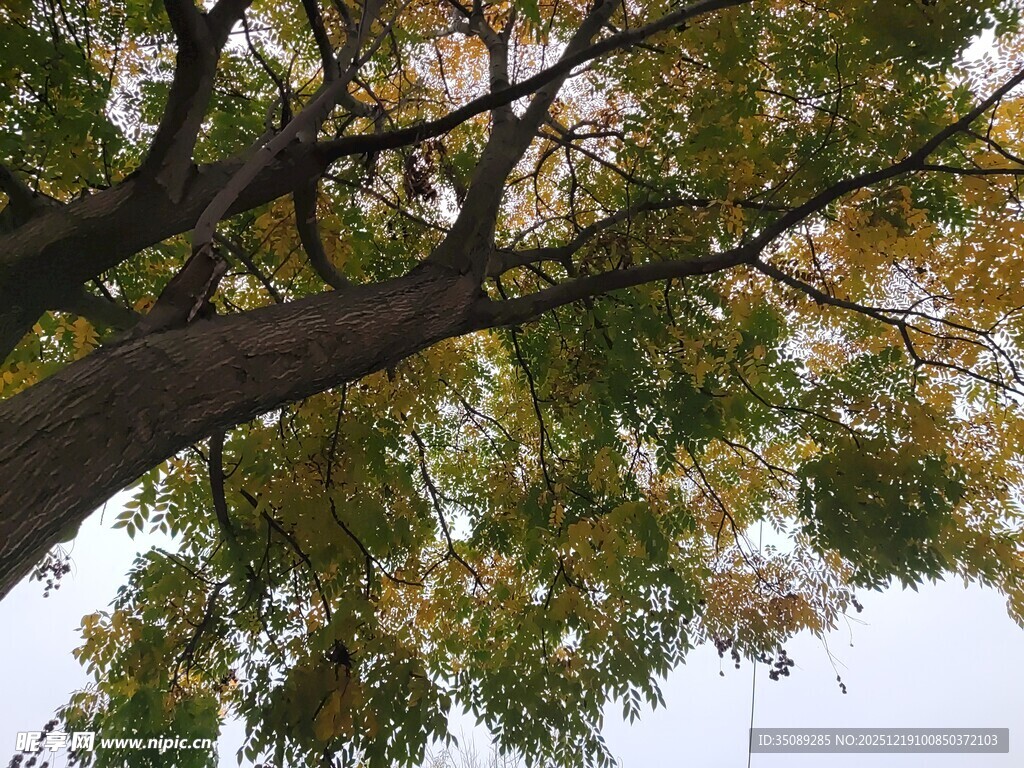 仰视繁茂大树枝叶景观