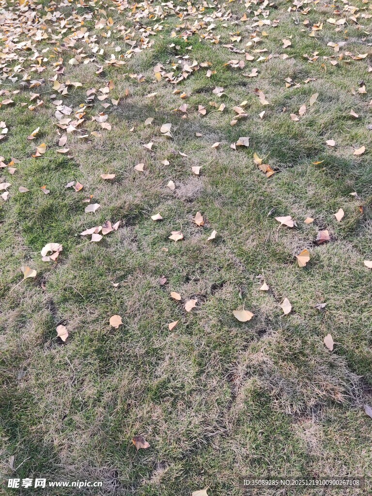 秋日草地散落枯黄树叶