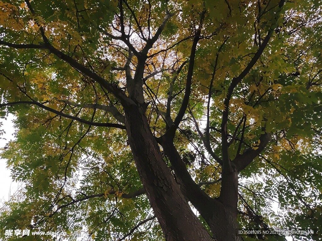秋日繁茂大树枝叶景观