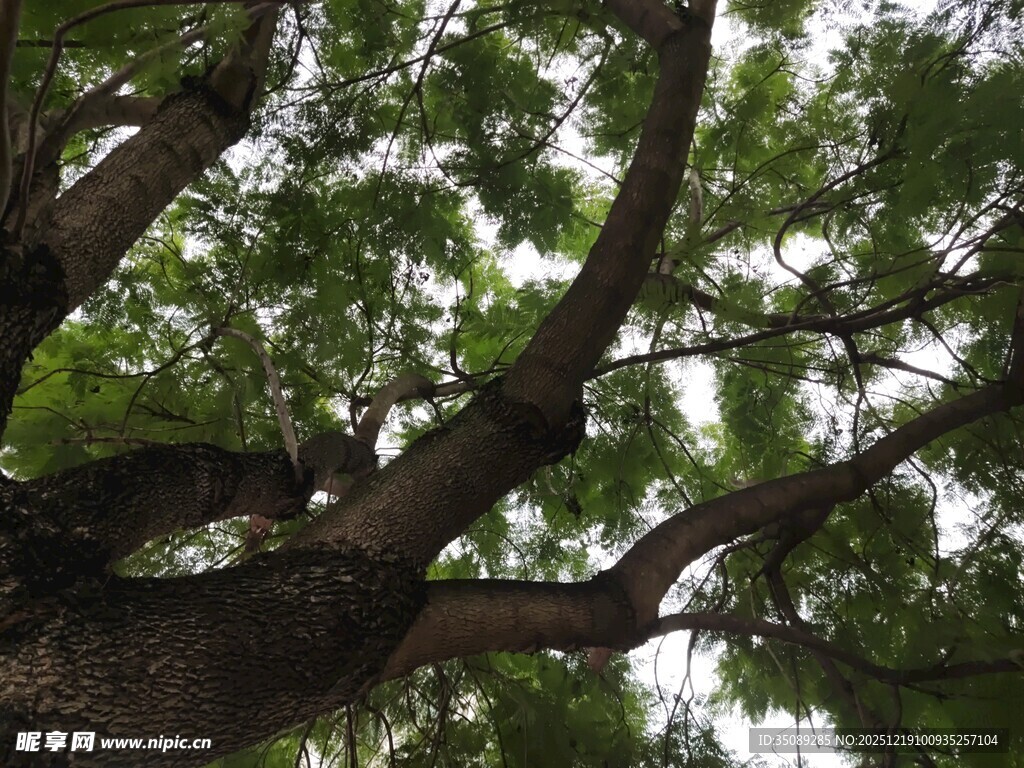 仰视繁茂大树树冠
