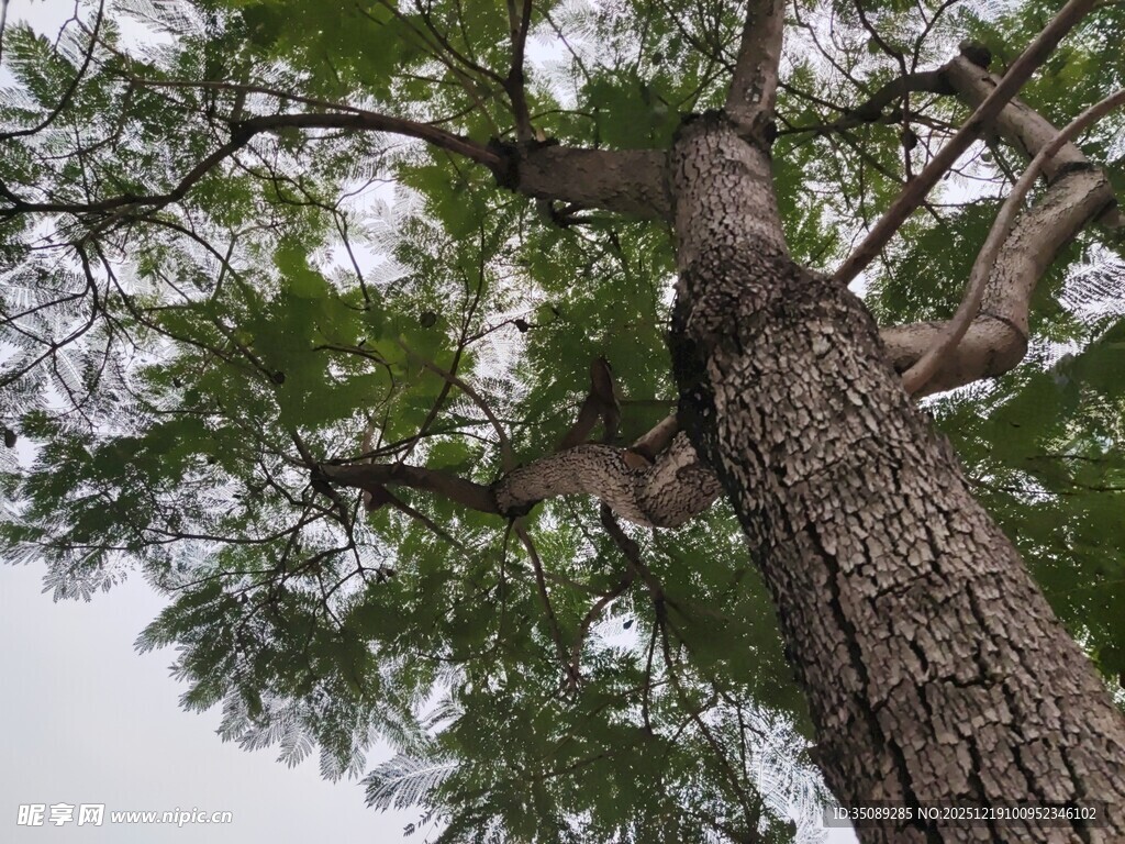 仰视粗壮的树木枝干