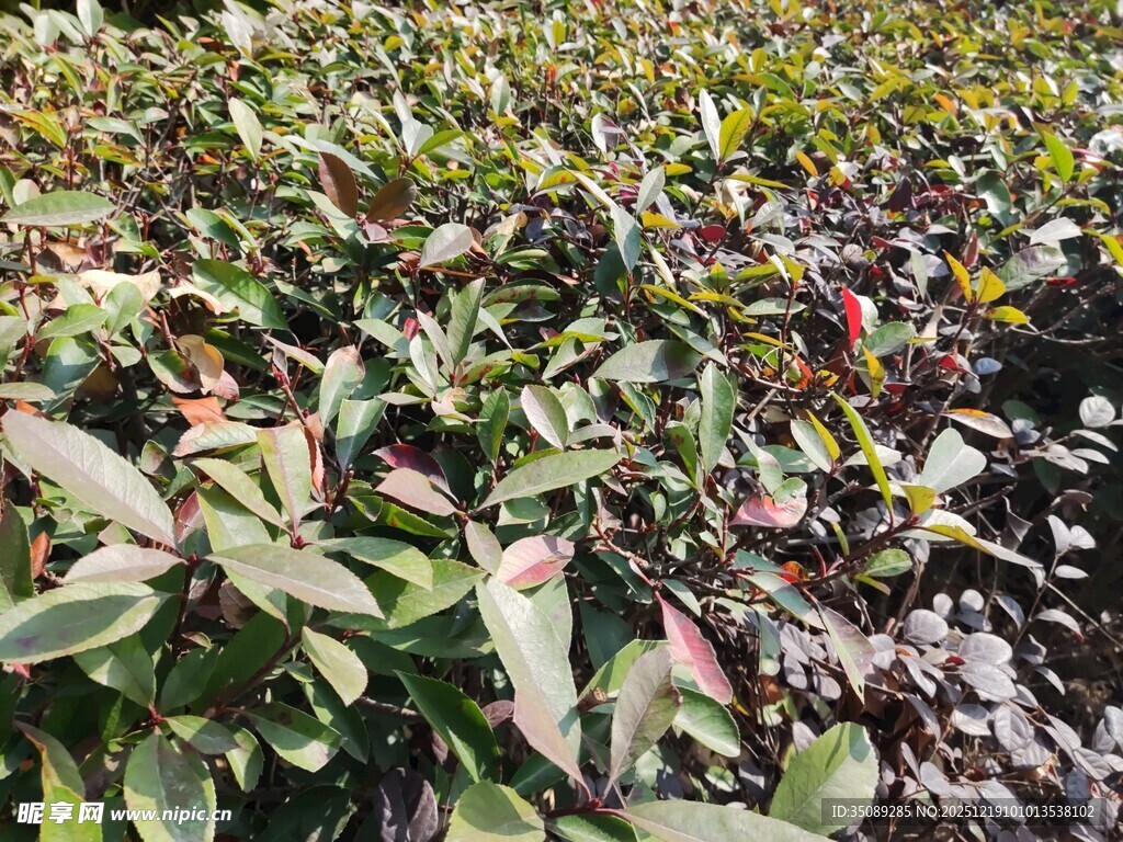 多彩植物幼苗培育场景