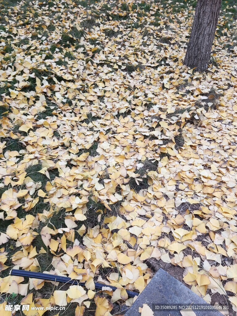 金黄银杏叶铺满地面美景
