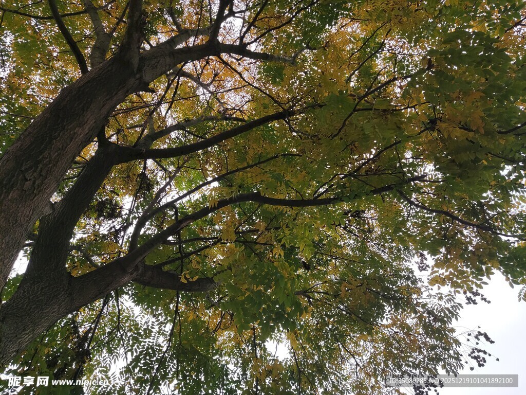 仰视繁茂枝叶的大树