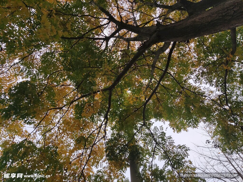 仰视繁茂树枝与斑斓树叶