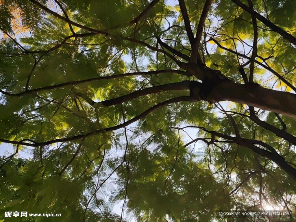 仰视繁茂树枝与斑驳光影