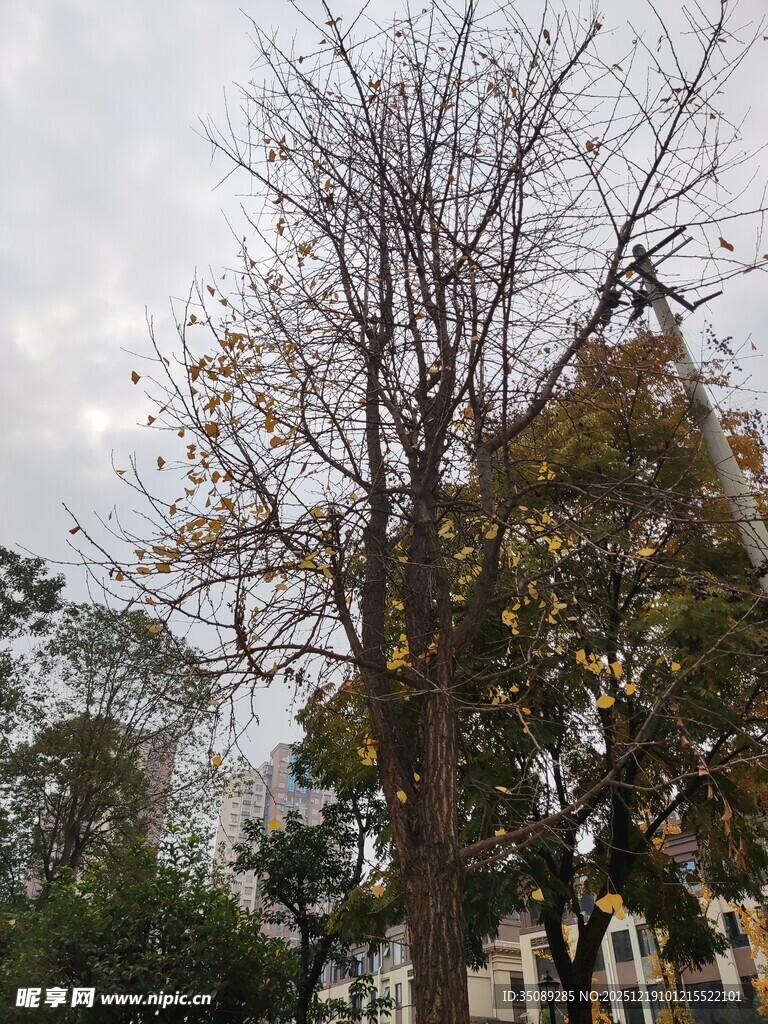 秋日光秃树木与背景建筑