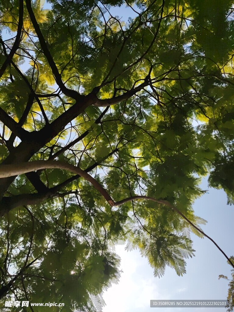 仰视繁茂树枝与蓝天