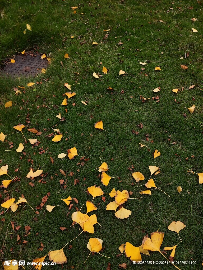 草地散落金黄秋叶