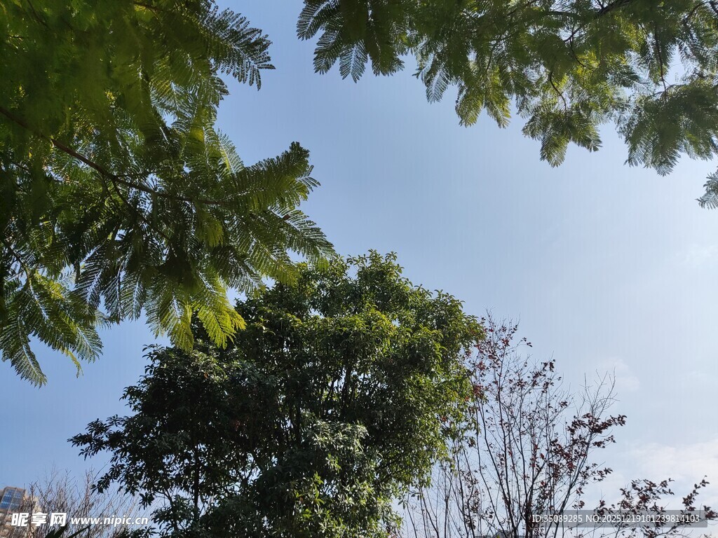 仰视绿树蓝天美景