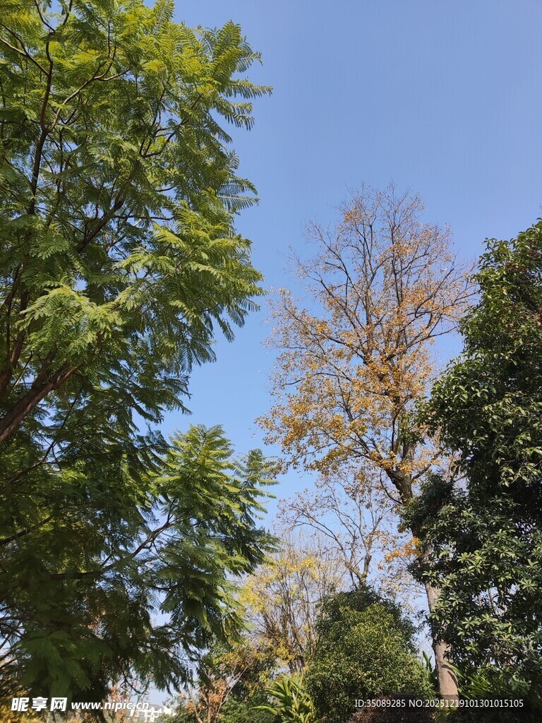 蓝天绿树风景图