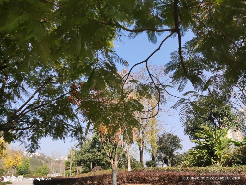 林间景致阳光洒落绿意浓