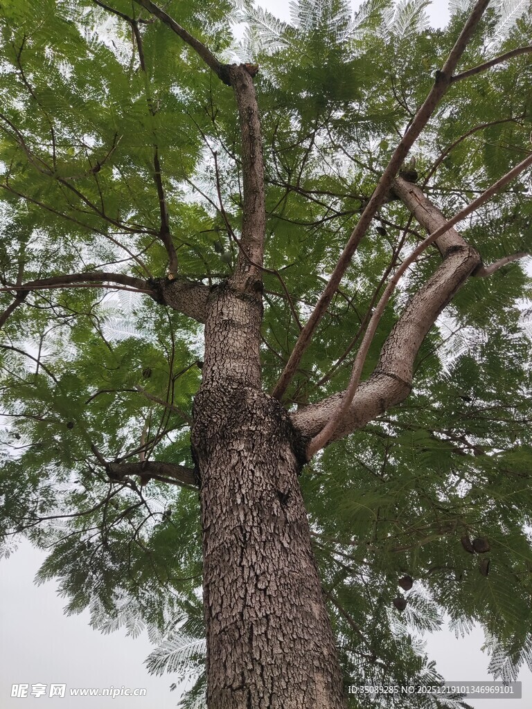 仰视下的高大繁茂树木