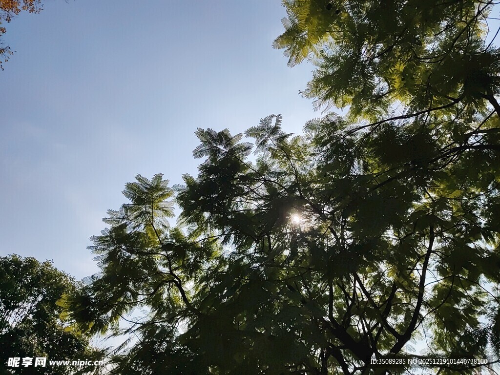 阳光透过树梢的清新景象