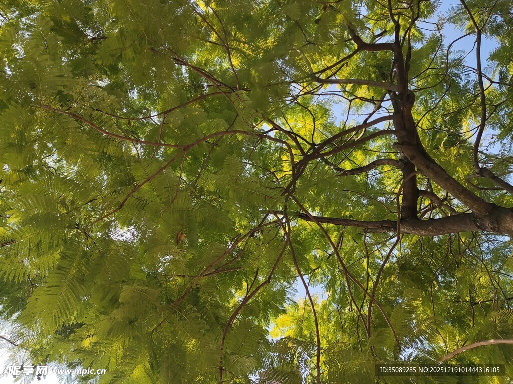 仰视翠绿繁茂的树枝