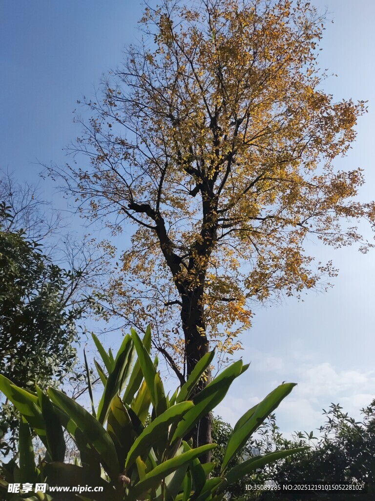 秋日孤树与翠绿植物