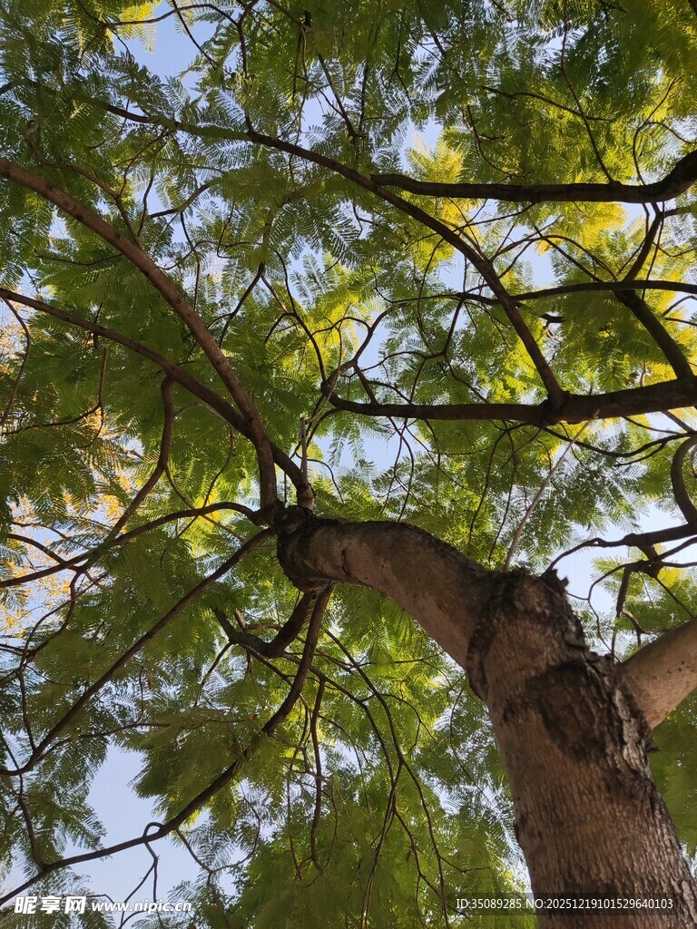 仰视繁茂树木枝叶