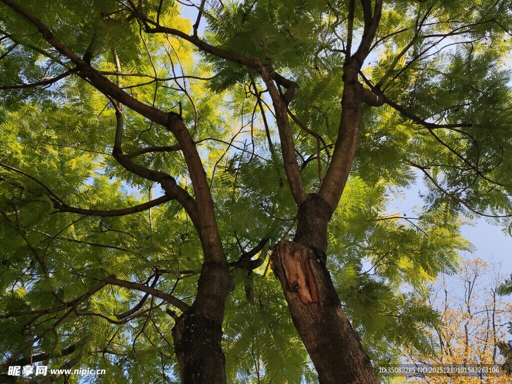 仰视葱郁大树枝叶繁茂