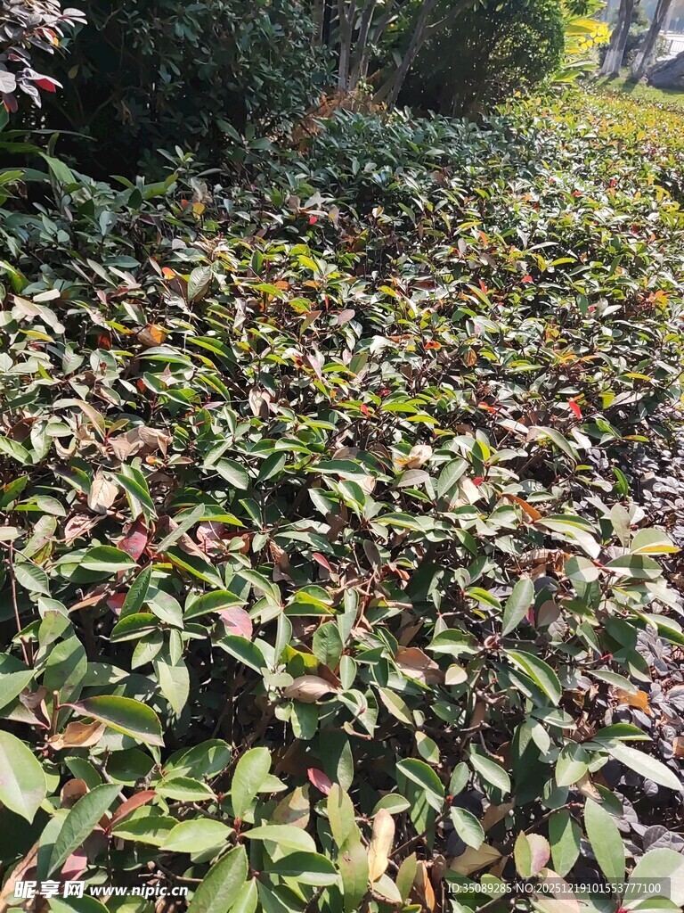 地面铺满多彩落叶景象