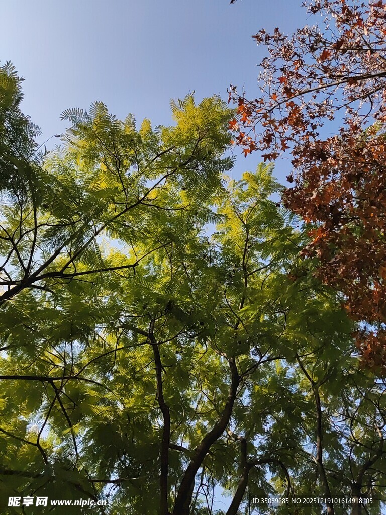 秋日多彩树木景致