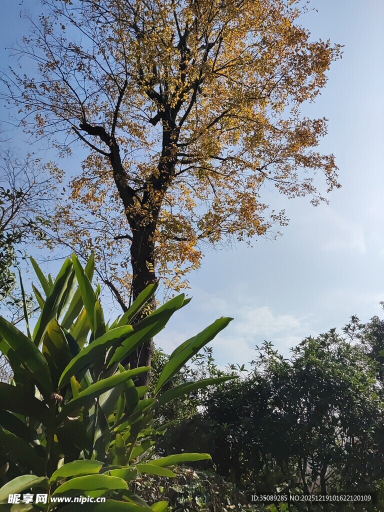 秋日孤树与葱郁绿植