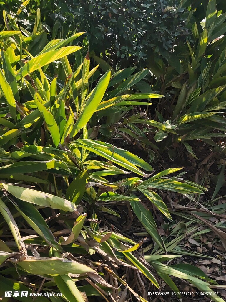 翠绿植物展现自然生机