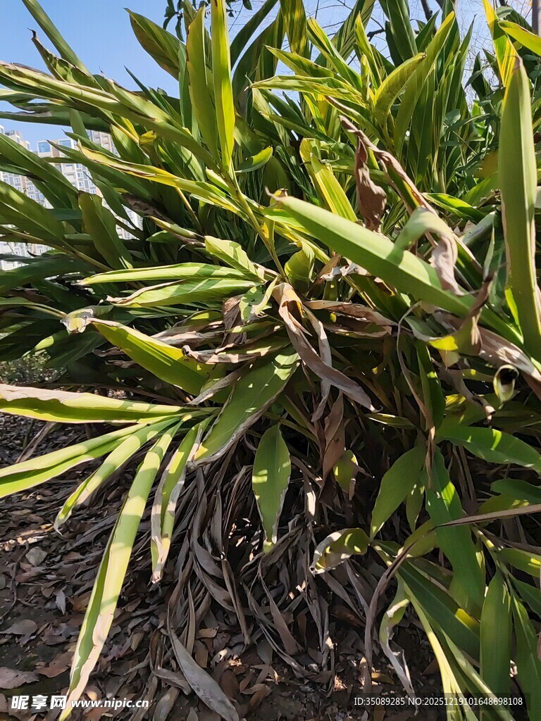 金边麦冬植物特写