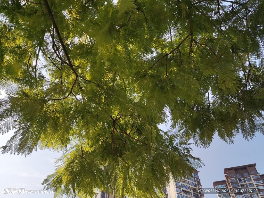 仰视绿树与高楼