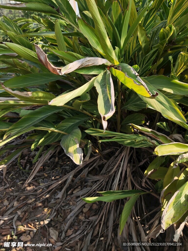 绿叶植物根部特写