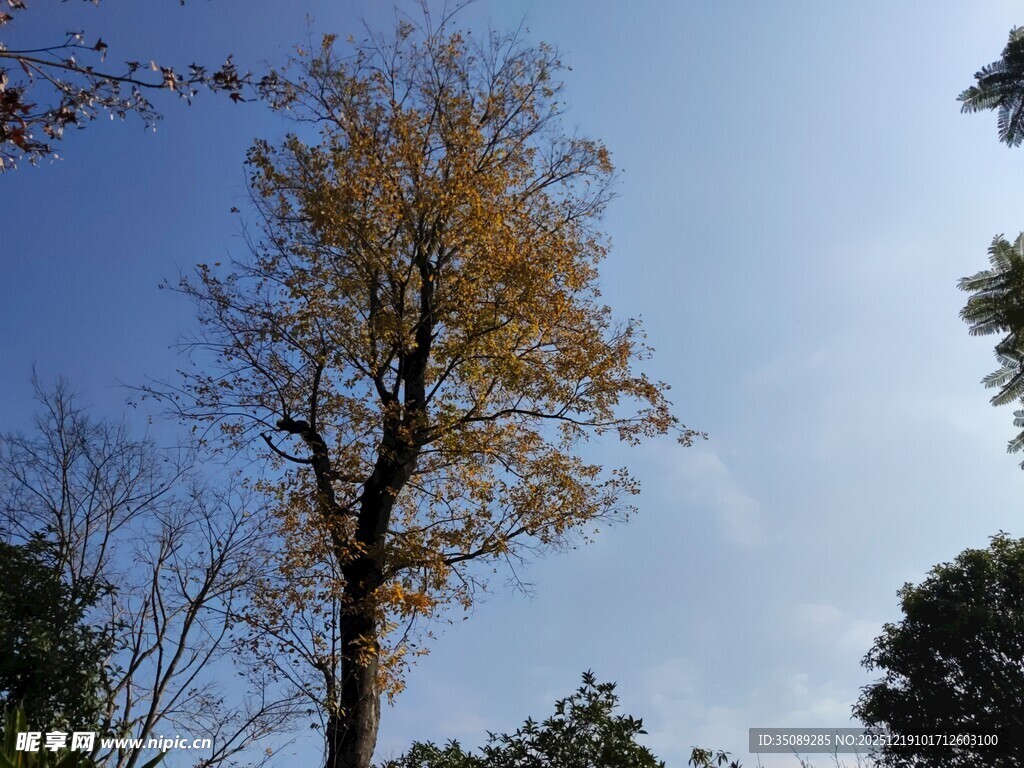 秋日挺拔树木蓝天景象