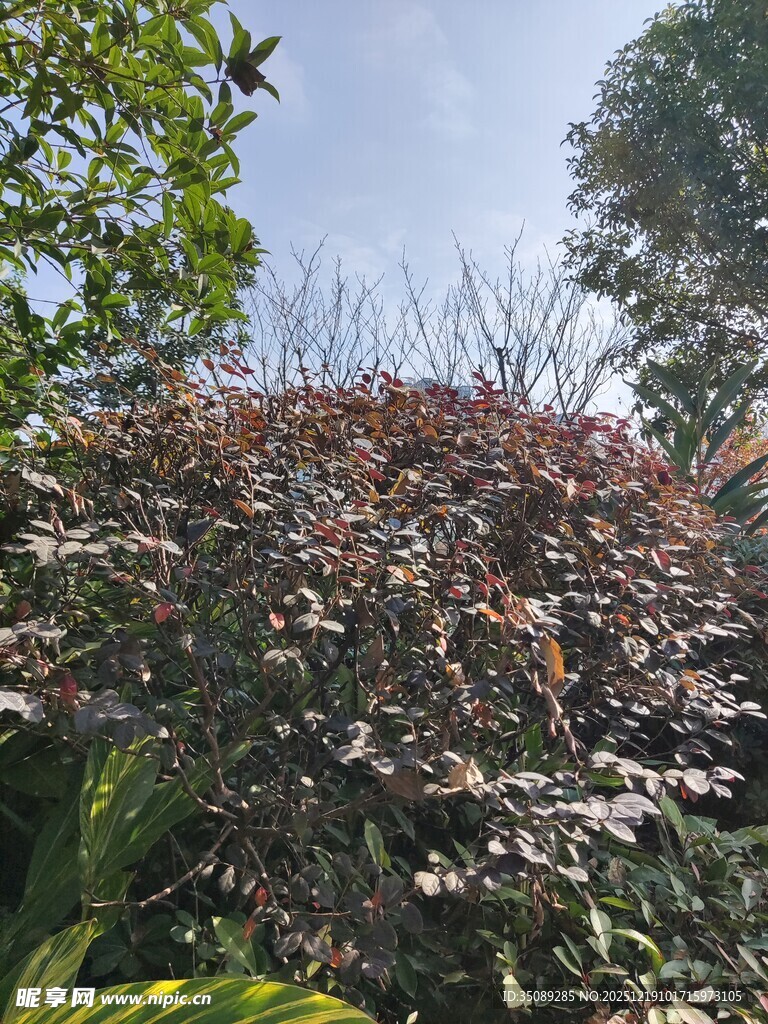 红叶植物与蓝天绿树相映