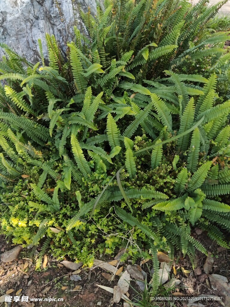 翠绿丛生植物特写