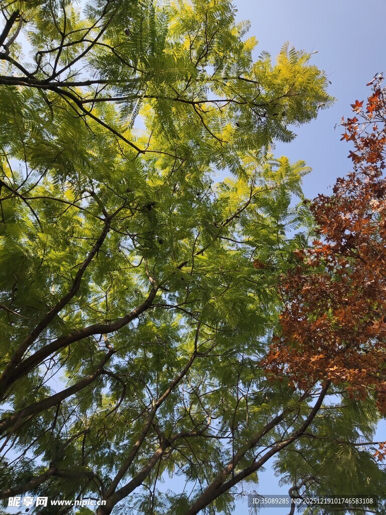 蓝天映衬下的多彩树木