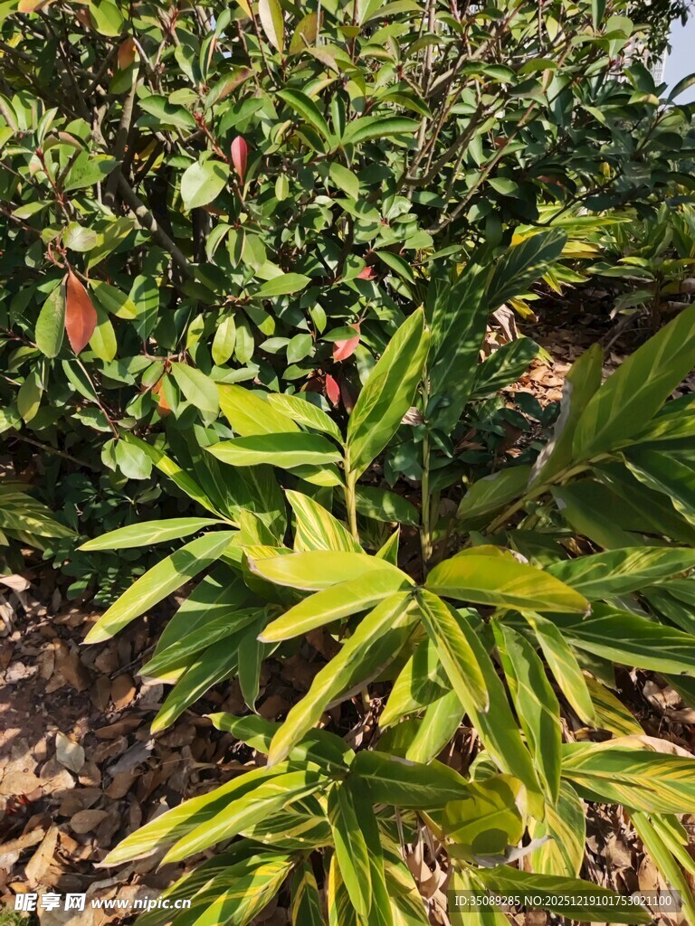 田间生长的嫩绿植物