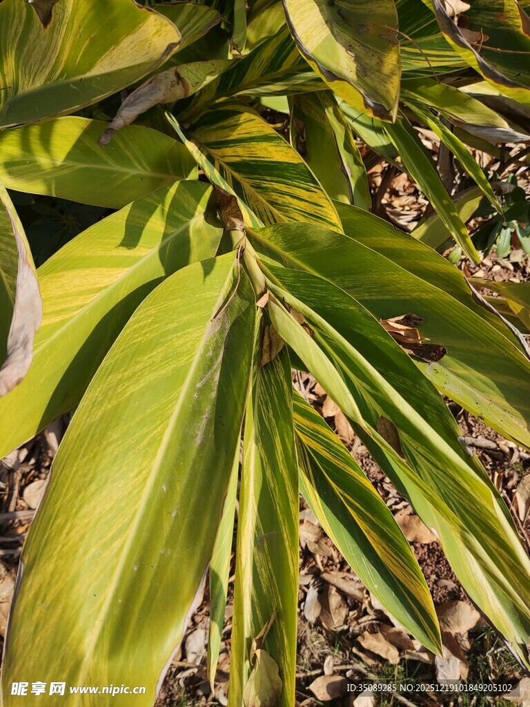 翠绿舒展的植物叶片