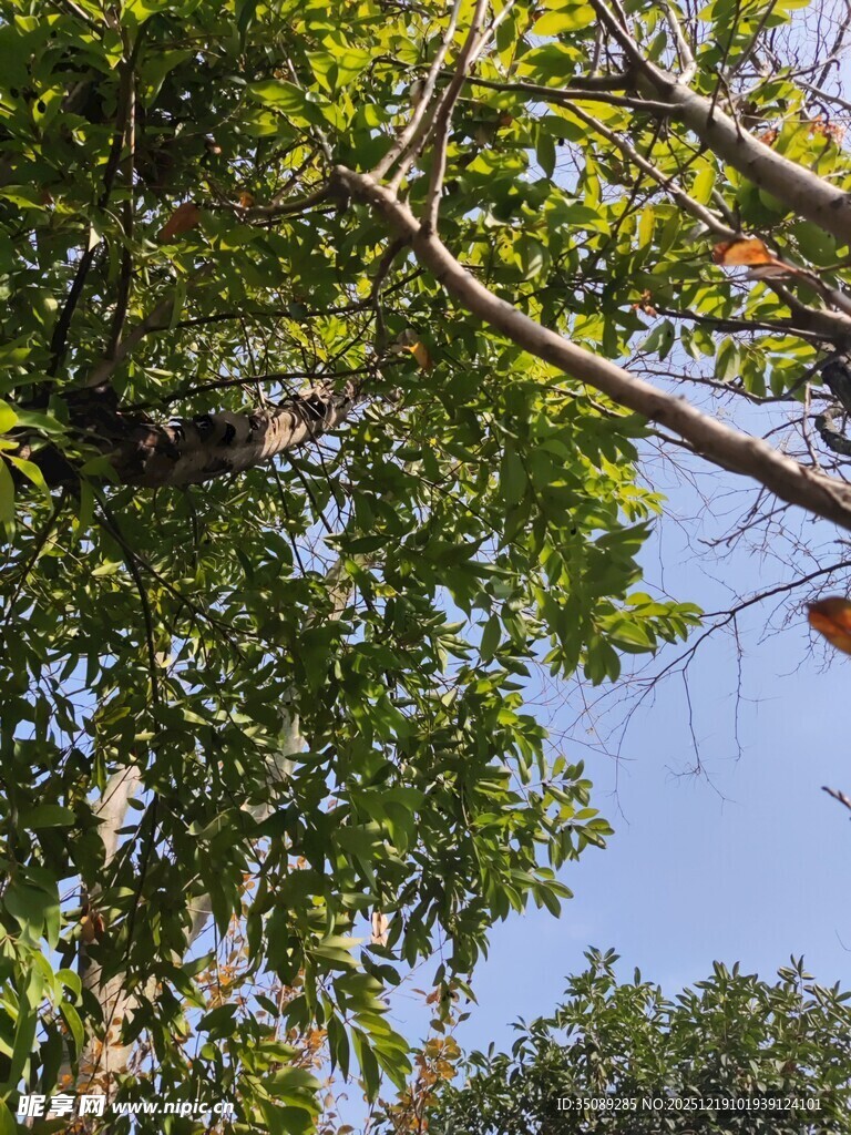 繁茂绿树枝叶间的生机