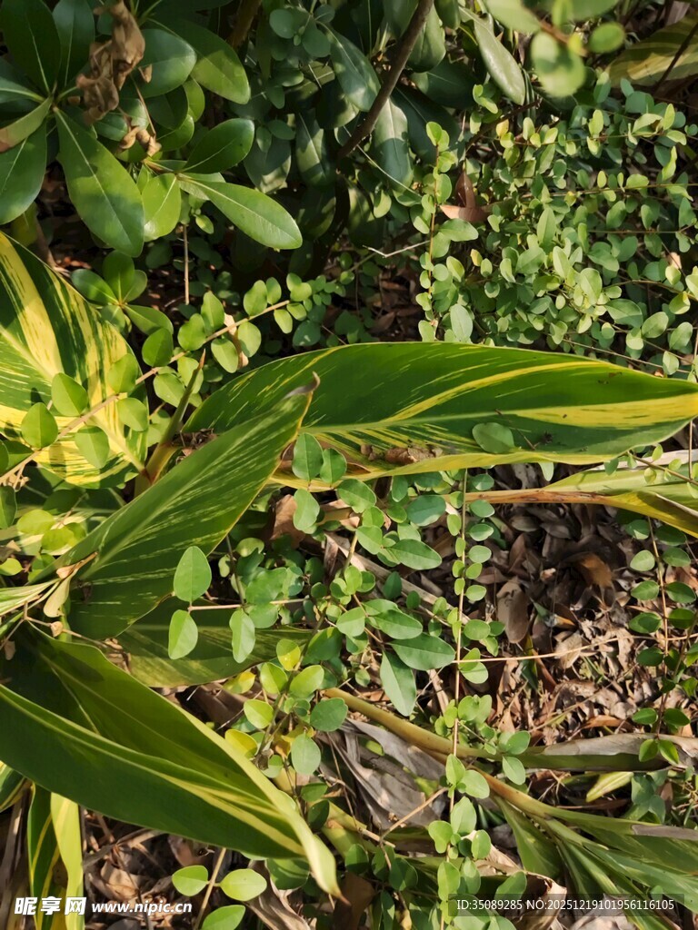 黄绿相间的斑斓叶片