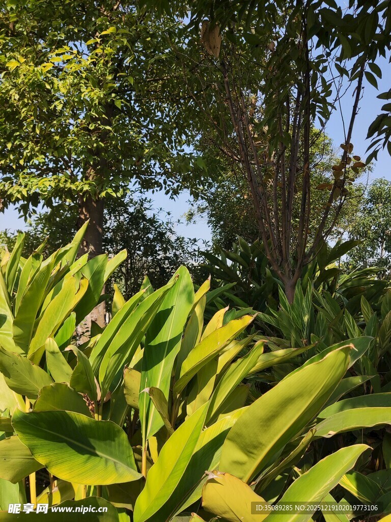 翠绿植物与繁茂树木景观