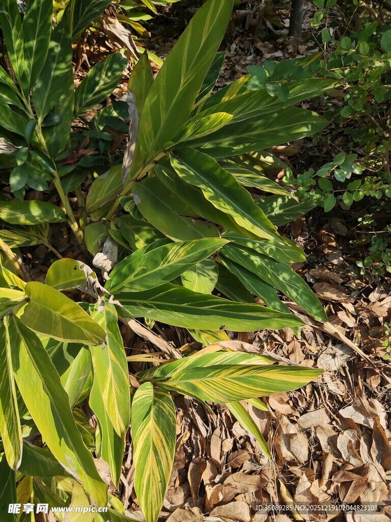 翠绿竹叶下的地面景象