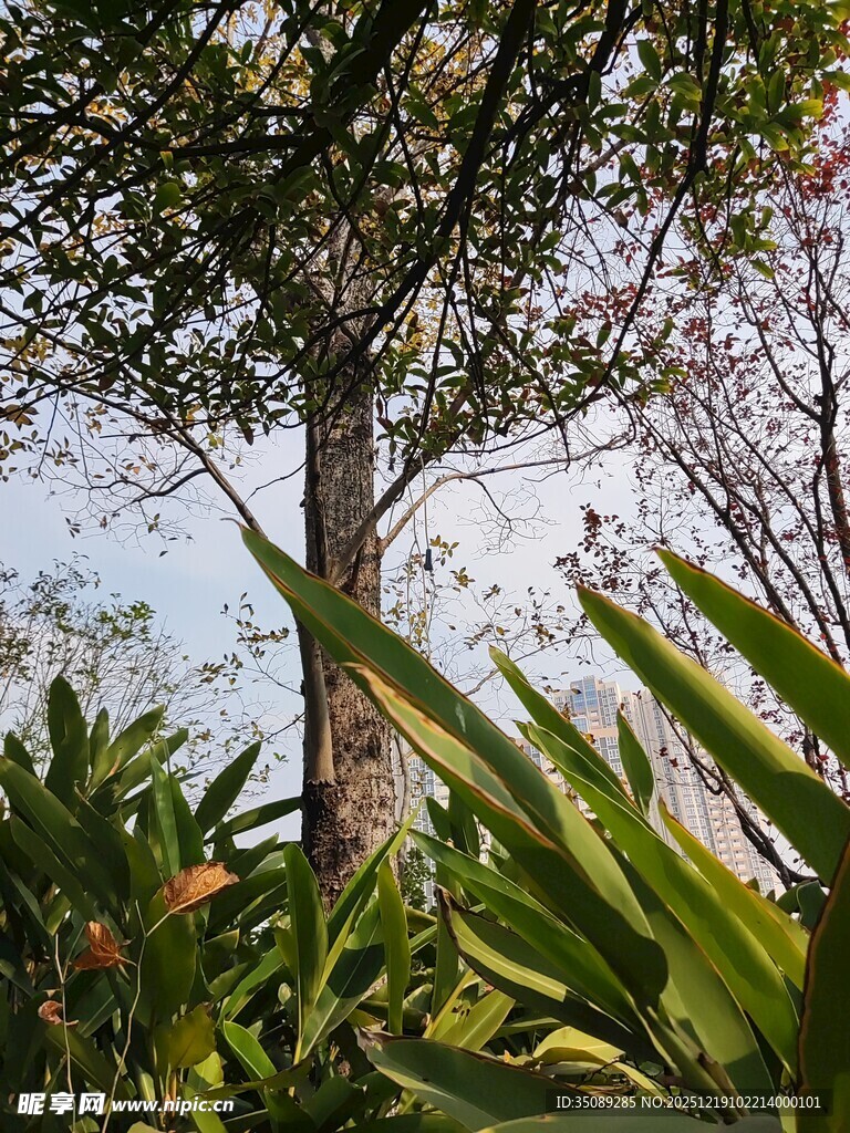 繁茂绿植中的高大树木