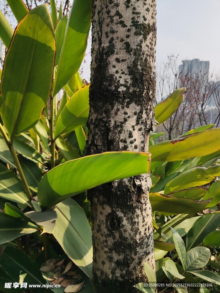 绿叶攀附树干的生机景象