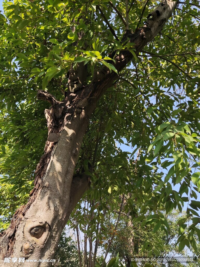 粗壮大树枝叶繁茂