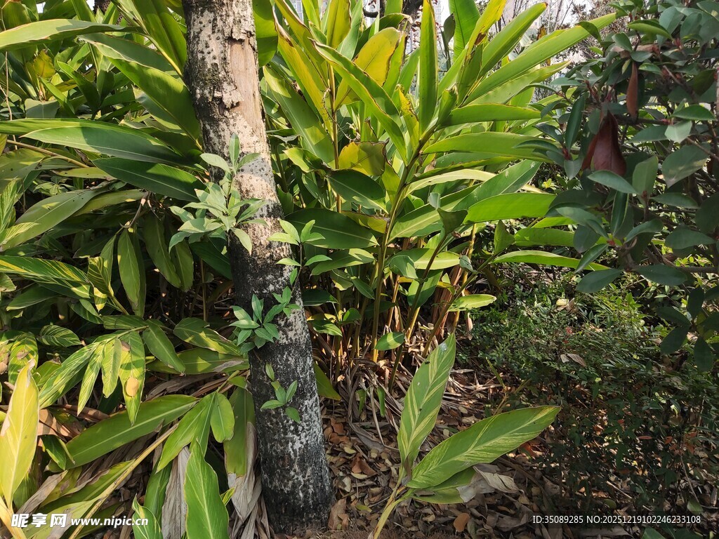 热带植物景观中的树干