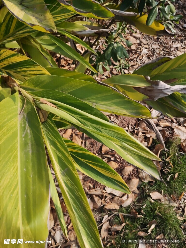 翠绿芭蕉叶特写